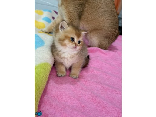 Ay11 ve Ny12 Safkan British Shorthair Bebekler 