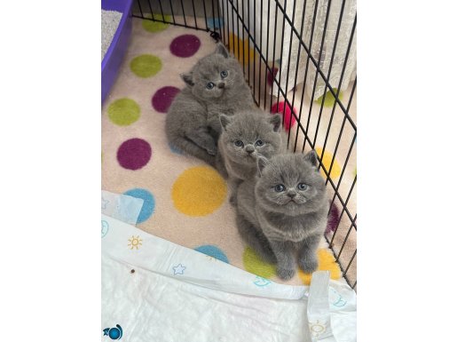 Safkan British Shorthair Bebeklerimiz 