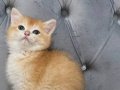 Ny11 & AY11 Safkan British Shorthair Bebekler 