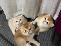 Ny11 ve Ay11 safkan British Shorthair Golden bebekler 