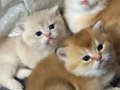 Ny11 ve Ay11 safkan British Shorthair Golden bebekler 