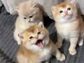 Ny11 ve Ay11 safkan British Shorthair Golden bebekler 