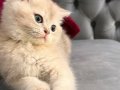 AY11 SAFKAN GOLDEN BEBEK