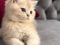 AY11 SAFKAN GOLDEN BEBEK