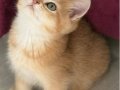 Ny11 Safkan British Shorthair Golden Bebek 