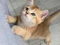 Ny11 Safkan British Shorthair Golden Bebek 