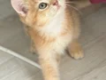 Ny11 Safkan British Shorthair Golden Bebek 