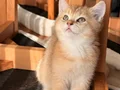 Ny11 Safkan British Shorthair Golden Bebek 