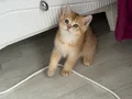 Ny11 Safkan British Shorthair Golden Bebek 