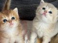 Golden (Ay11) Safkan British Shorthair Bebekler 