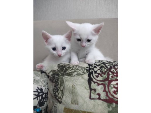 İki kardeş Ankara kedisi yavrulari