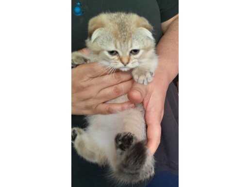 Yavrular 52 günlük 1 kız 2 erkek skotish fold goldendir 