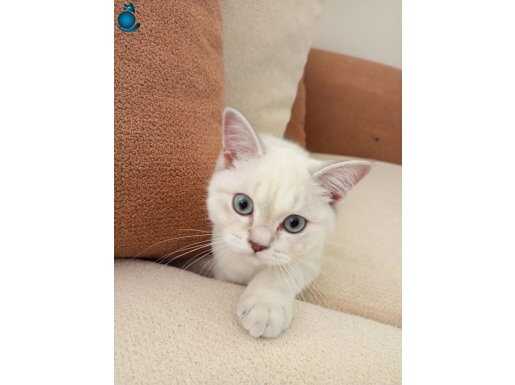 Mavi gözlü Eşsiz renkte harika bir kedi 