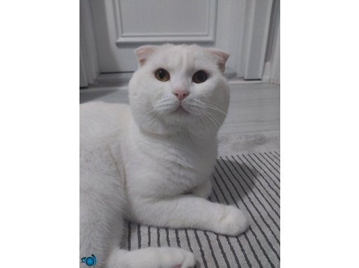 Scottish Fold Shorthair oglumuza yuva ariyoruz 