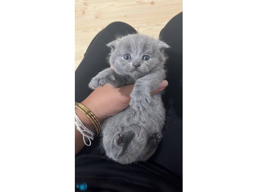  scottish fold yavru bebekler 