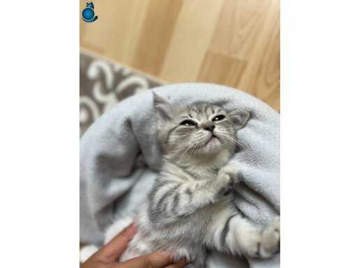 British shorthair ve scottish fold yavrular 