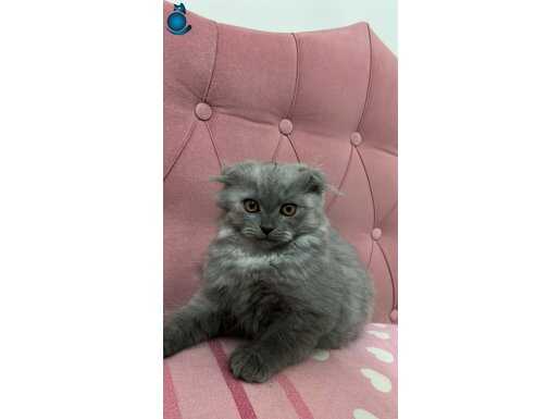 scottish fold bebeklerimiz