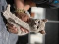 British shorthair yavru