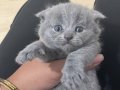  scottish fold yavru bebekler 