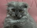 scottish fold bebeklerimiz