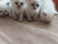 YAVRULARIMA YENİ YUVALAR ARIYORUM