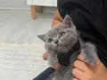 2 aylık saf kan erkek yavru