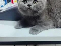 2 aylık saf kan erkek yavru