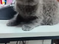 2 aylık saf kan erkek yavru