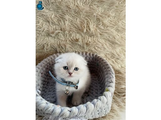 Poncik yavrularım teslime hazır