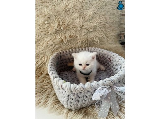 Maviş bebeklerim yuvasına hazır