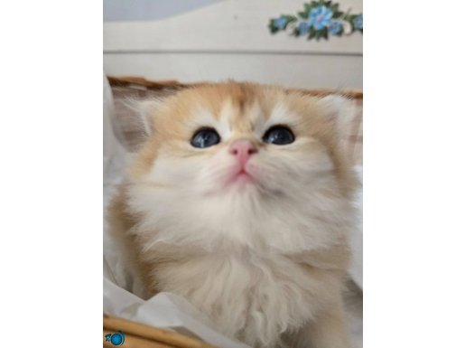 BRITISH LONGHAIR GOLDEN NY12 ERKEK