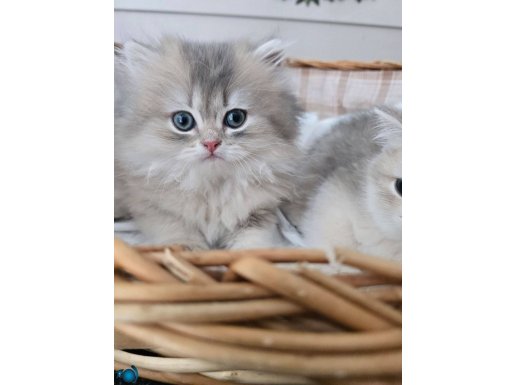 BRITISH LONGHAIR GOLDEN ERKEK SHOW KALİTE