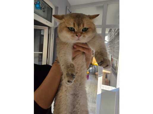 BRITISH SHORTHAIR GOLDEN NY11 ERKEK
