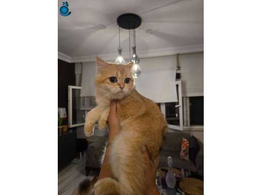 BRITISH SHORTHAIR GOLDEN DİŞİ BY12 1 YAŞINDA