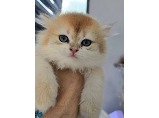 HARİKA BRITISH LONGHAIR GOLDEN NY12 DİŞİ