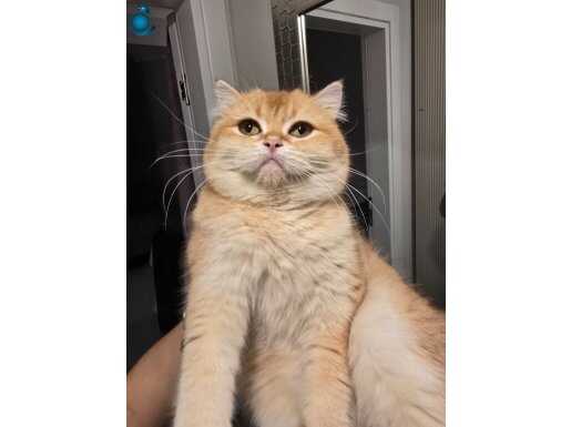 BRITISH SHORTHAIR GOLDEN DİŞİ KISIR DEĞIL BY 12 2 YASINDA 
