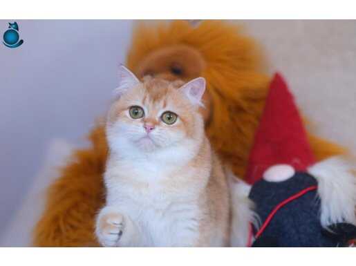 BRITISH SHORTHAIR GOLDEN 1 YAŞINDA BY12 DİŞİ ÜRETİM İÇİN 