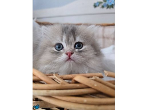 BRITISH LONGHAIR GOLDEN ERKEK