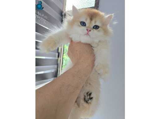 BRITISH LONGHAIR GOLDEN DİŞİ NY12 SHOW KALİTE