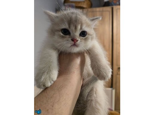 BRITISH SHORTHAIR GOLDEN AY12 2 AYLIK DİŞİ