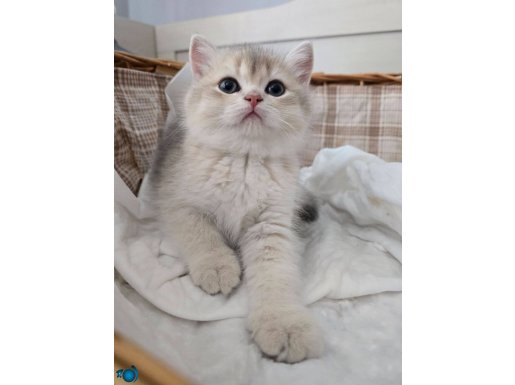 BRITISH SHORTHAIR GOLDEN AY11 DİŞİ