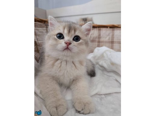 BRITISH SHORTHAIR GOLDEN DİŞİ AY12 