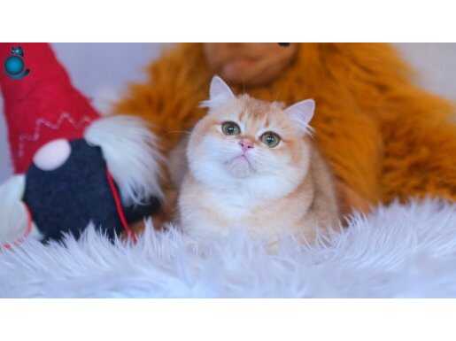 ÜRETİM İÇİN DİŞİ BRITISH SHORTHAIR GOLDEN BY12