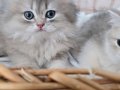 BRITISH LONGHAIR GOLDEN ERKEK SHOW KALİTE