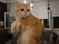 BRITISH SHORTHAIR GOLDEN DİŞİ BY12 1 YAŞINDA