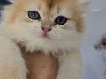HARİKA BRITISH LONGHAIR GOLDEN NY12 DİŞİ