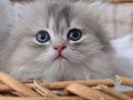 BRITISH LONGHAIR GOLDEN ERKEK