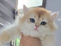 BRITISH LONGHAIR GOLDEN DİŞİ NY12 SHOW KALİTE
