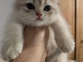 BRITISH SHORTHAIR GOLDEN AY12 2 AYLIK DİŞİ