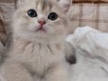 BRITISH SHORTHAIR GOLDEN DİŞİ AY12 